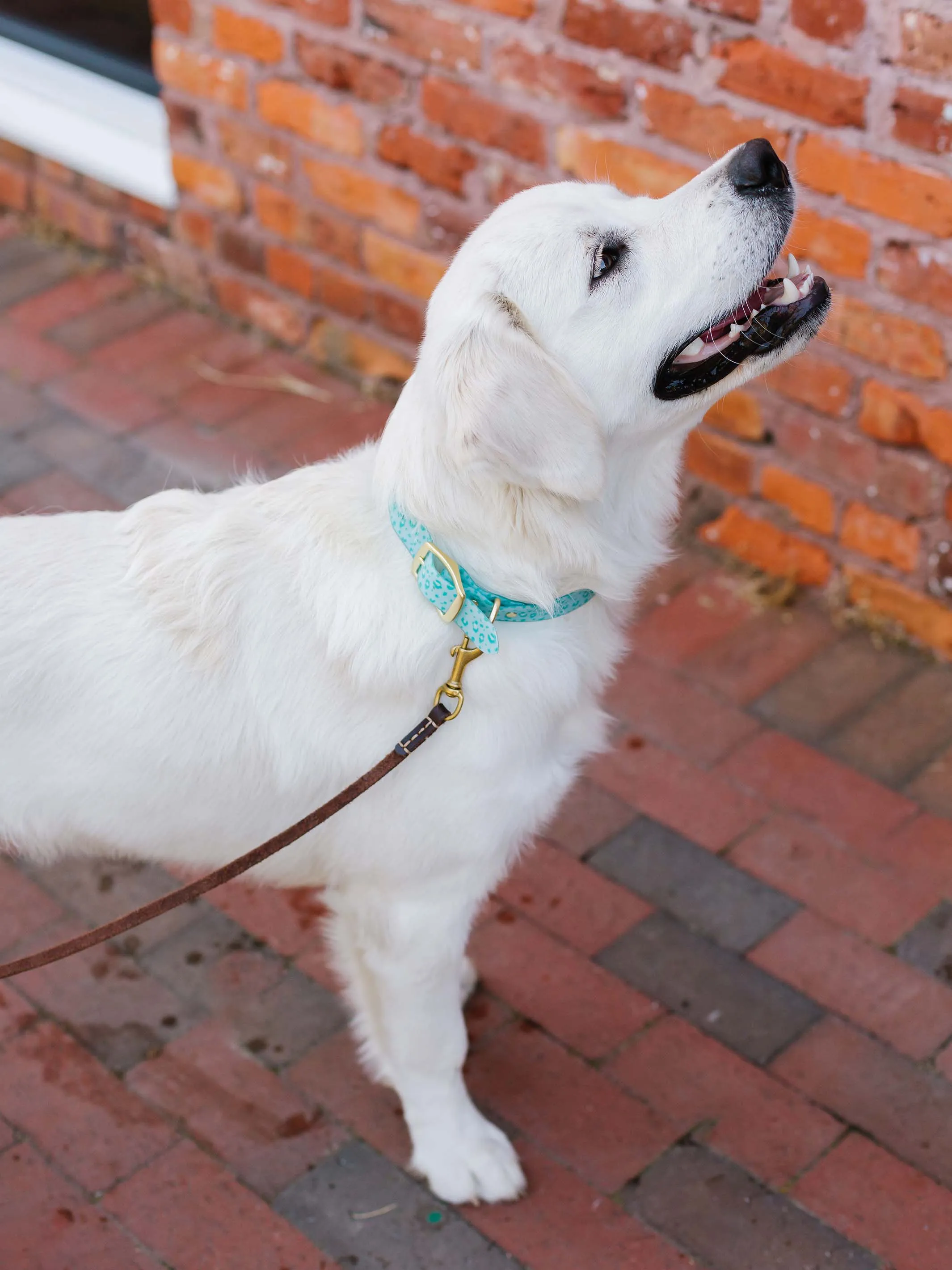 Dog Collar | Cheetah Time