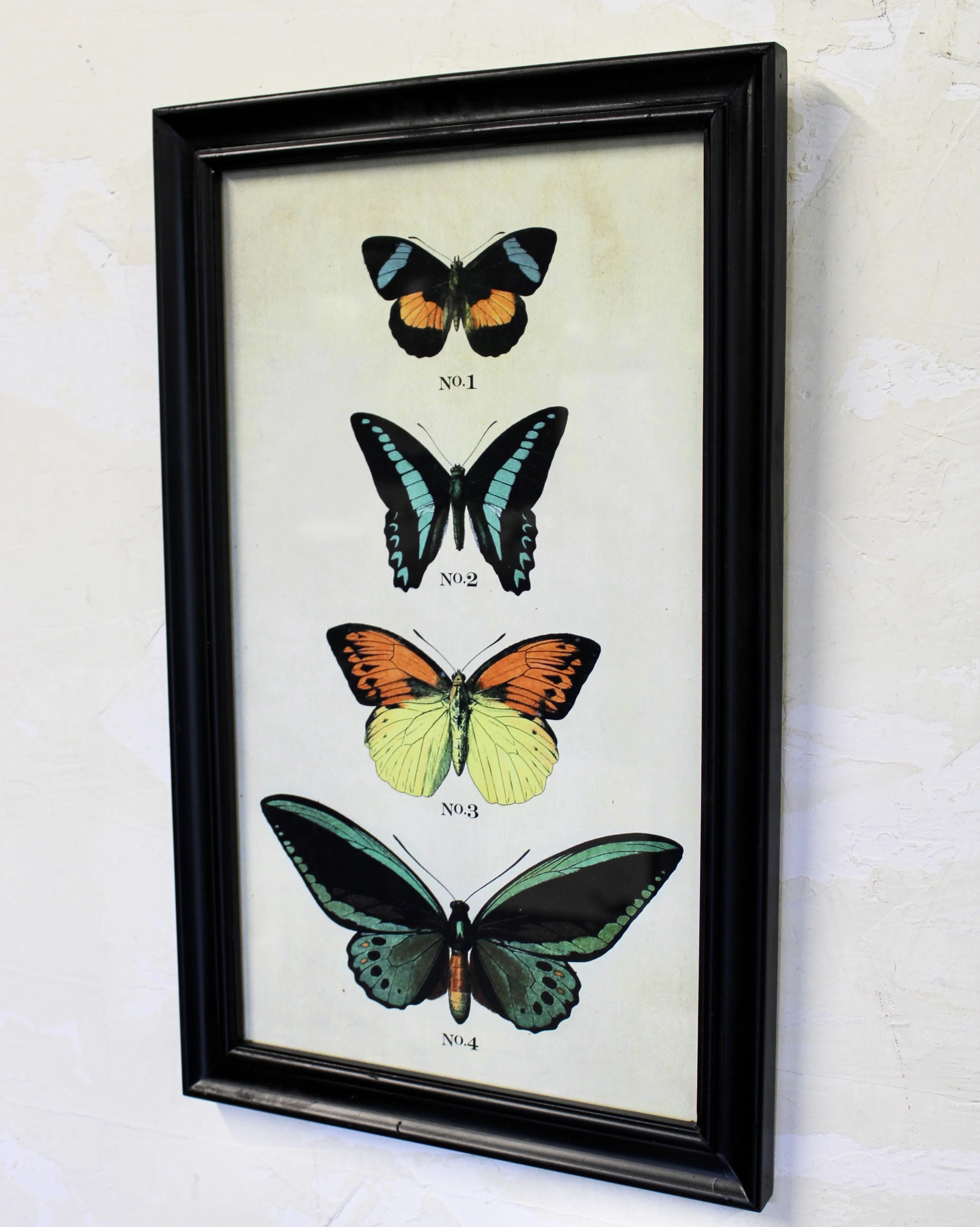 Framed Butterfly Print