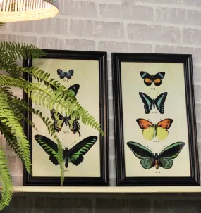 Framed Butterfly Print