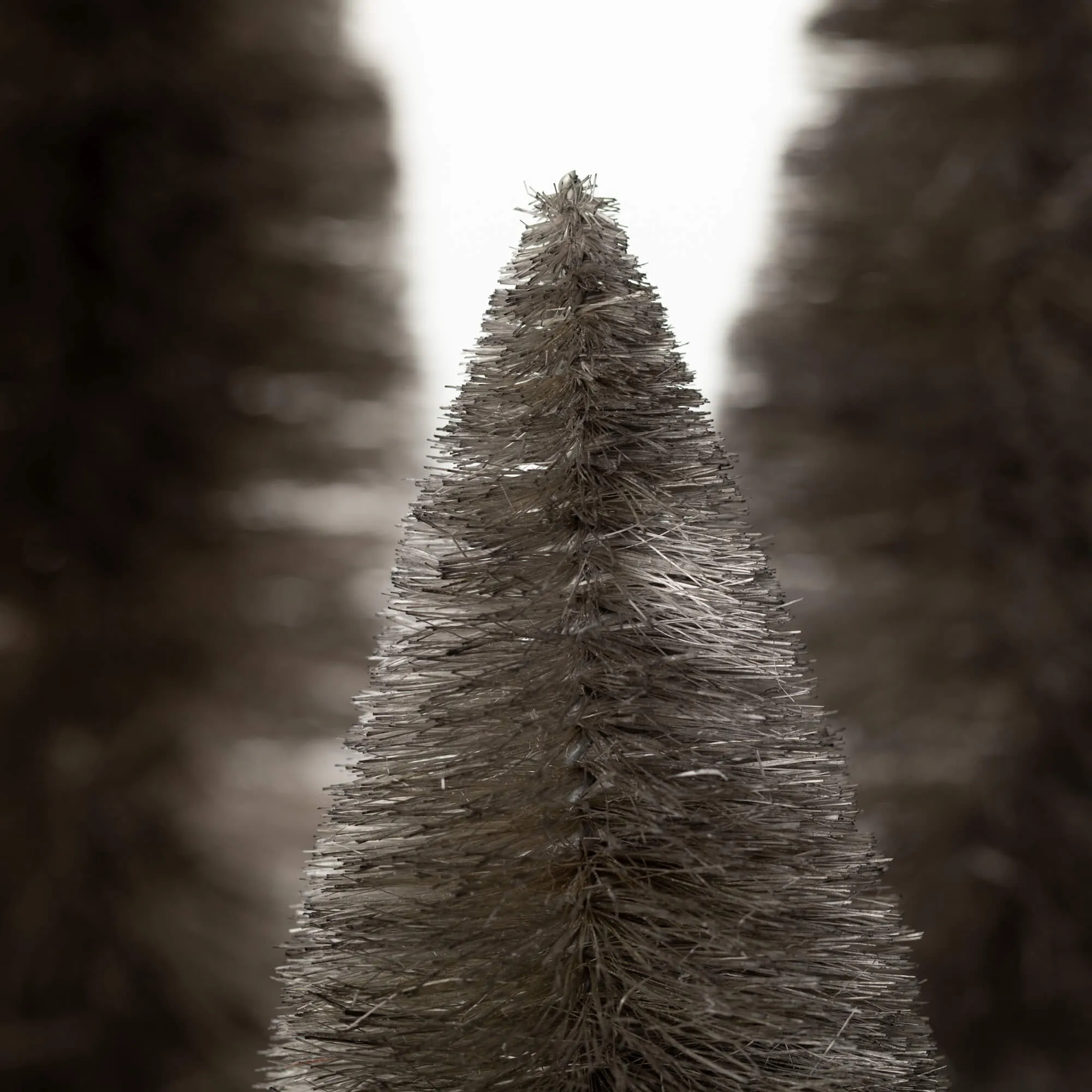 Gray Bottlebrush Trees